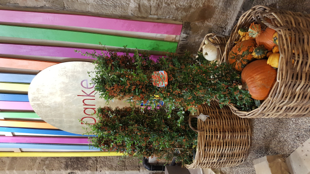 Korb voller Kürbisse neben einem Gebäude gestellt, eine Pflanze im Vordergrund, eine bunte Wand im Hintergrund mit einer Tafel, auf der Text steht.