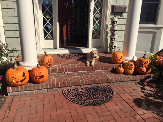 Ein Hund sitzt auf den Stufen eines Halloween-dekorierten Hauses mit einer Tür, Fenstern, Säulen, einer wandmontierten Box und einem Türvorleger, mit blühenden Pflanzen auf der linken Seite.