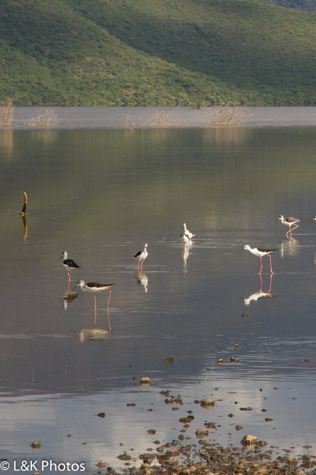 Gruppe von Schwarzschnabelstörchen im See mit Bäumen und Hügeln im Hintergrund; Text am unteren Bildrand.