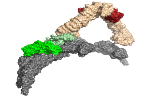 Ein 3D-Modell eines Zytomegalievirus-Moleküls mit einem roten und grünen Zentrum auf einem weißen Hintergrund.