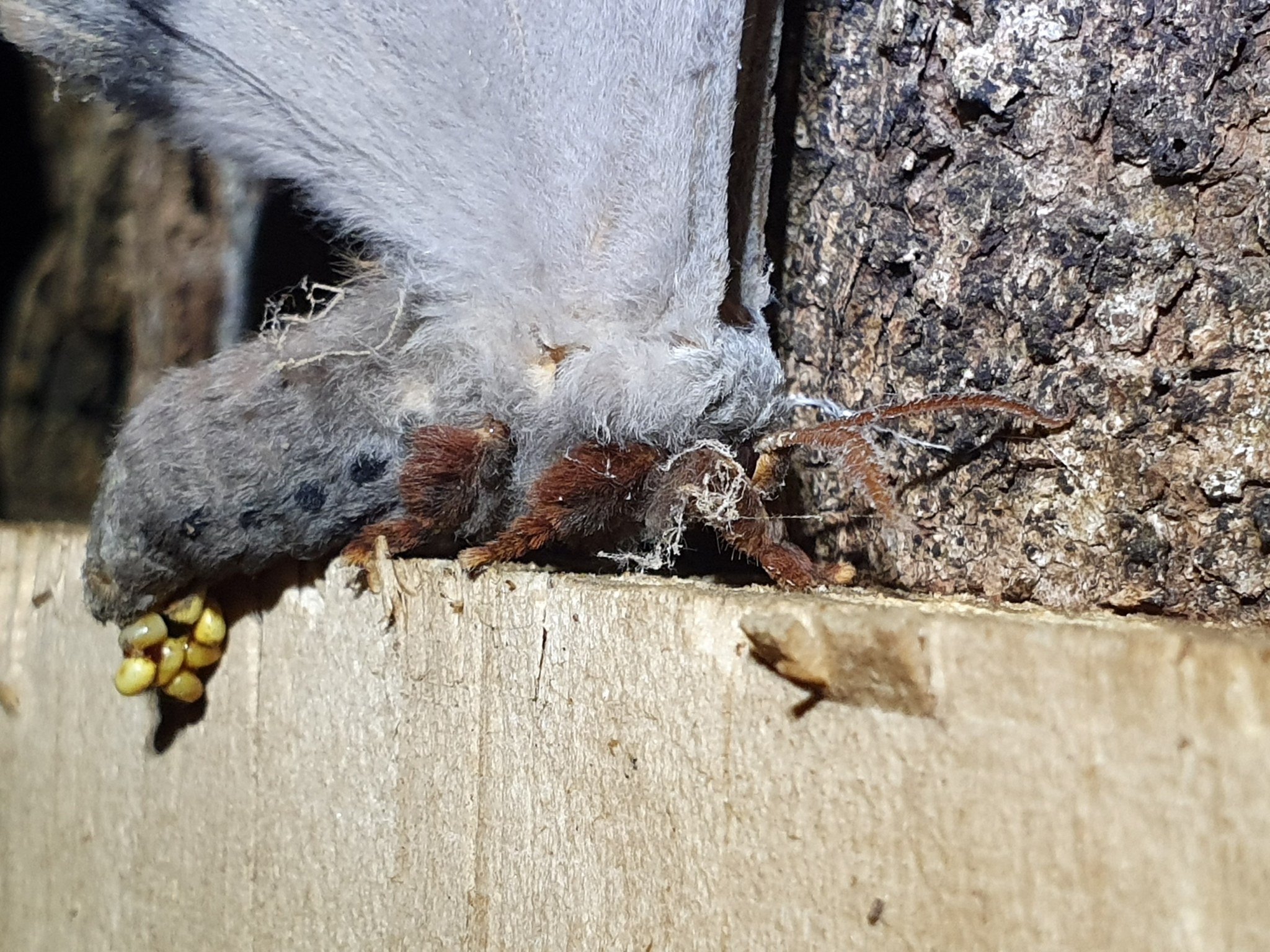 Nahaufnahme einer Vogelspinne auf einem Holzstück mit gefalteten Flügeln.