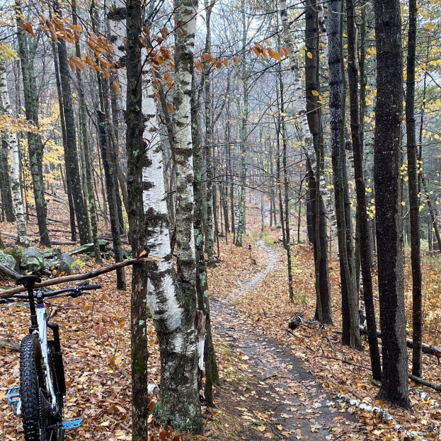 Ein Mountainbike auf einem Waldweg mit Bäumen und bunten Blättern im Hintergrund