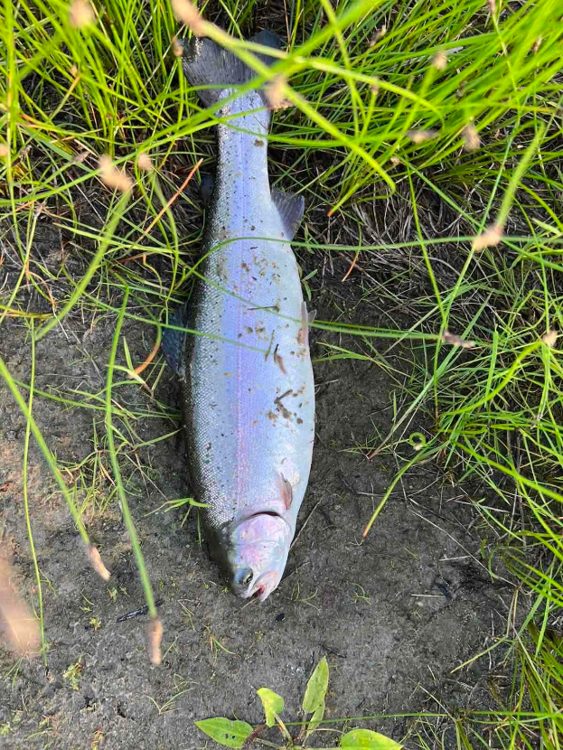 Eine Regenbogenforelle liegt auf dem Boden im Gras, umgeben von üppigen grünen Pflanzen.