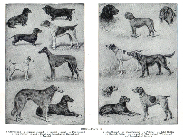 Eine Buchseite mit verschiedenen Hundewelpen, darunter ein Jagdhund, mit begleitendem Text.