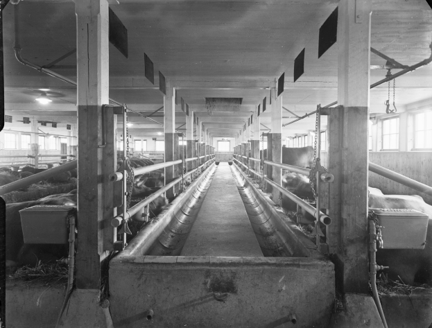 Ein Schwarz-Weiß-Foto von Kühen in einem Stall, mit Pfählen, Rohren, Lampen, Fenstern und anderen Gegenständen im Hintergrund und Text unten.