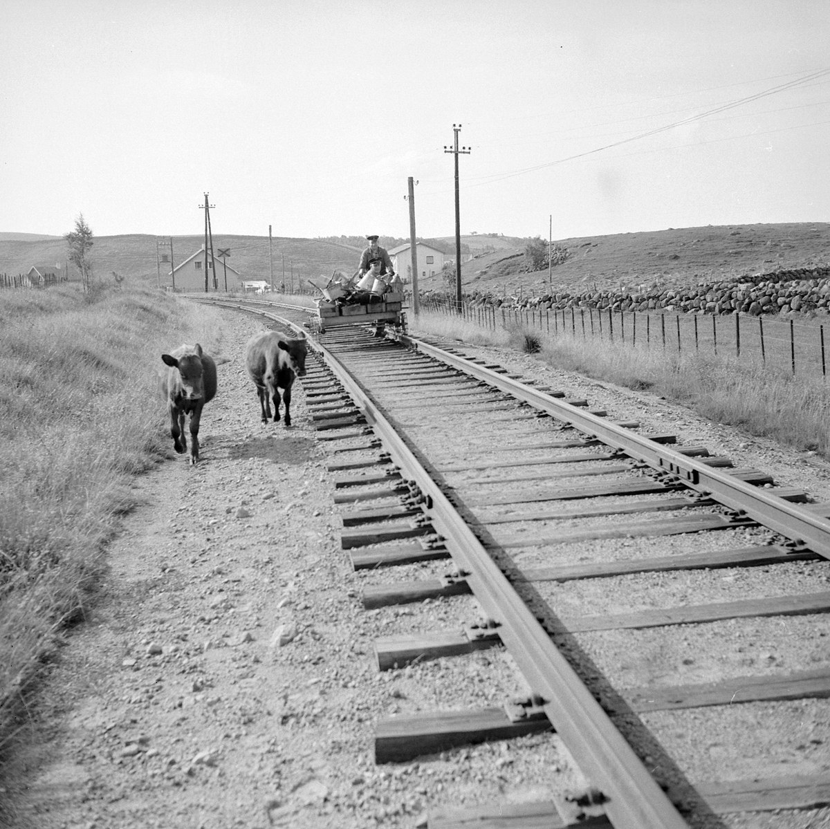 Schwarzes und weißes Foto von zwei Kühen, die auf den Schienen gehen, mit einer Person auf einem Fahrzeug im Vordergrund, Gras und einem Zaun auf beiden Seiten der Schienen und Häusern, Bäumen, Pfählen und Himmel im Hintergrund.