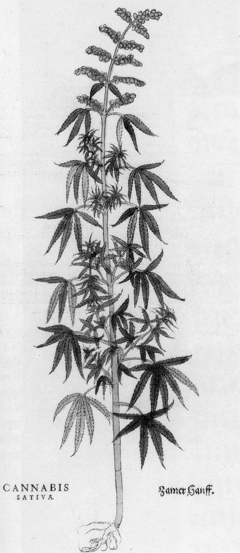 Schwarze und weiße Strichzeichnung einer Cannabis Sativa-Pflanze mit beschrifteten Bl├Ąttern und Stielen.