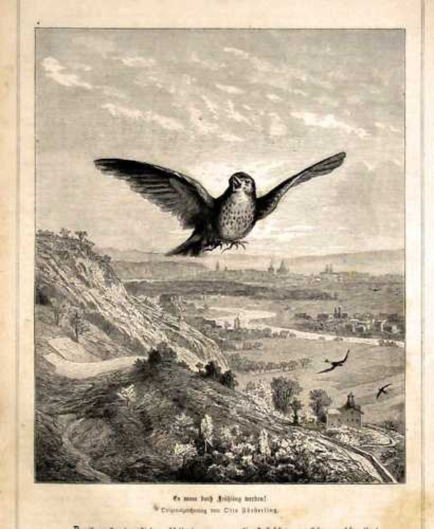 Gravur eines Wanderfalken im Flug über einen Hügel mit Bäumen und Gebäuden, detaillierte Flügel und Federn sind sichtbar, mit Text unten.