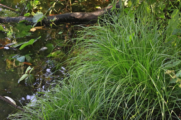 Ein kleiner, stiller Bach in einem bewaldeten Gebiet mit hohem, saftigem Grün und üppiger Vegetation, der sich in dem klaren Wasser spiegelt.