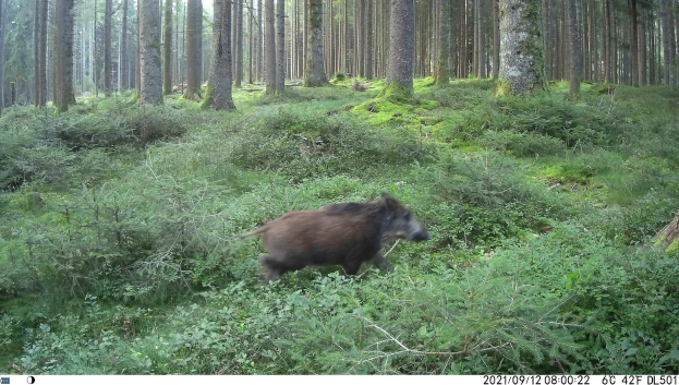 Ein Wildschwein geht durch einen gr├╝nen Wald, umgeben von B├Ąumen und Pflanzen, mit Text am unteren Rand des Bildes.