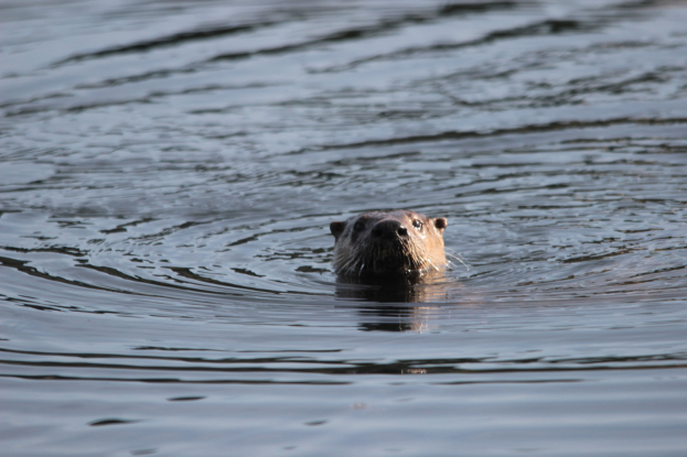 Ein Eurasiatischer Otter schwimmt im Wasser mit seinem Kopf über der Oberfläche, das Fell glänzt in der Sonne, die Augen sind weit geöffnet.
