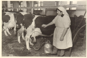 Eine Frau melkt eine Kuh in einem Stall, umgeben von anderen Kühen, einem Metallbehälter, Pfählen, einem Gebäude mit Fenstern und Gras.