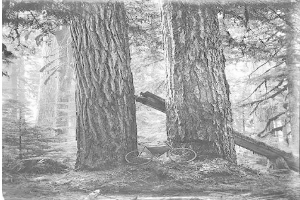 Schwarzes und weißes Foto eines Fahrrads auf dem Waldboden umgeben von hohen Redwood-Bäumen.