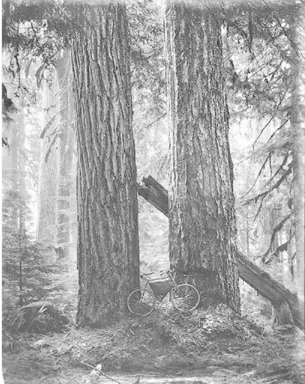 Schwarzes und weißes Foto eines Fahrrads auf dem Waldboden umgeben von hohen Redwood-Bäumen.