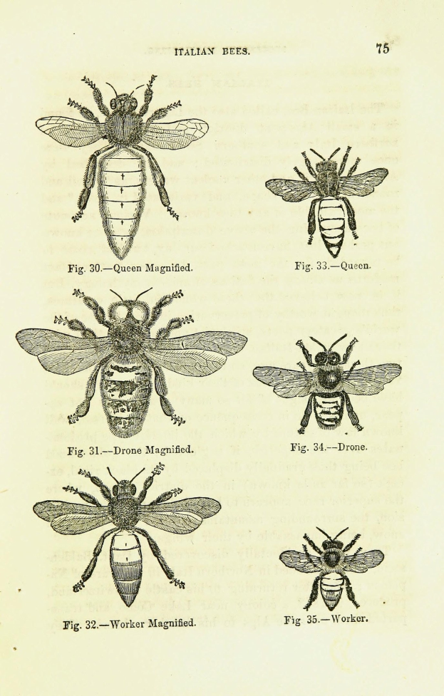 Eine Buchseite mit detaillierten Illustrationen verschiedener Bienen, jeweils mit einzigartigen Merkmalen, begleitet von beschreibendem Text über die Insekten und ihre Lebensräume.