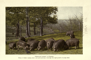 Eine Gruppe von Schweinen auf einer saftigen grünen Wiese, umgeben von Bäumen und einem klaren blauen Himmel, mit Text am unteren Bildrand.